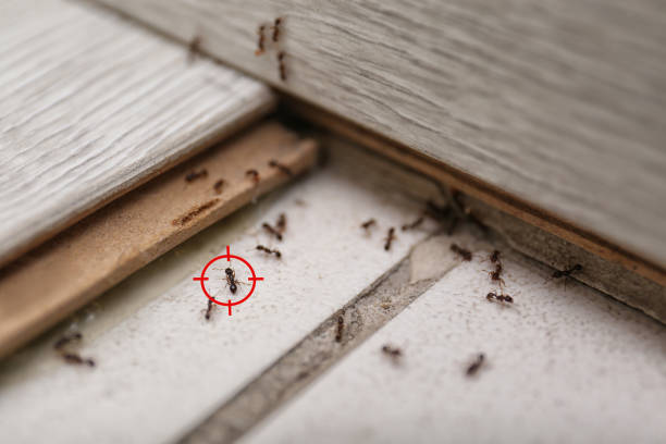 Best Residential Pest Control  in Johnson City, TN