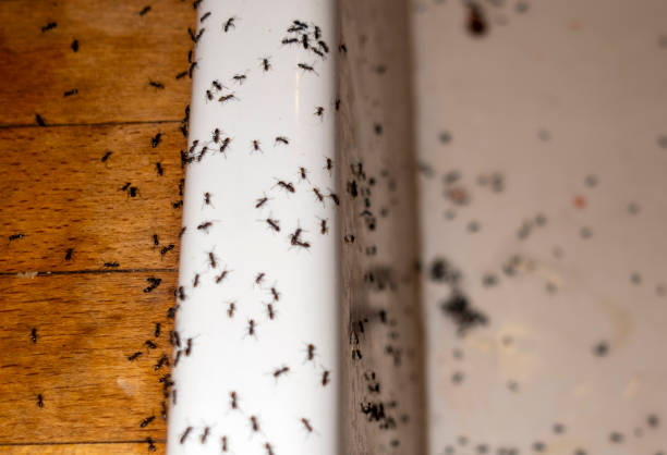 Best Flea Control Services  in Johnson City, TN