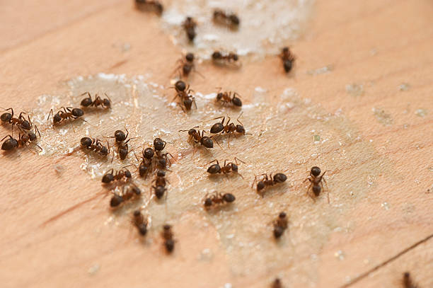 Best Wasp Removal Services  in Johnson City, TN