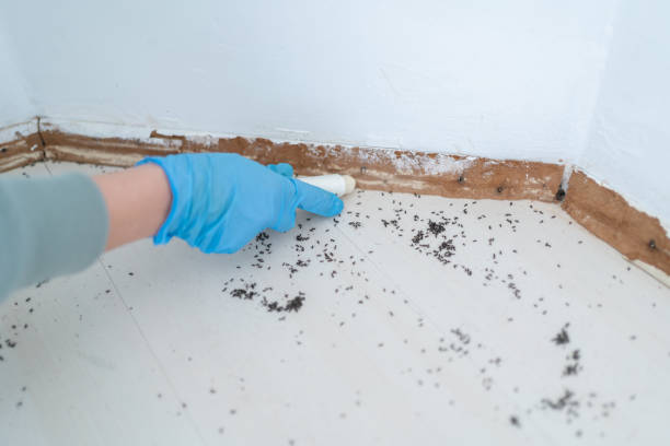Best Cockroach Control Services  in Johnson City, TN